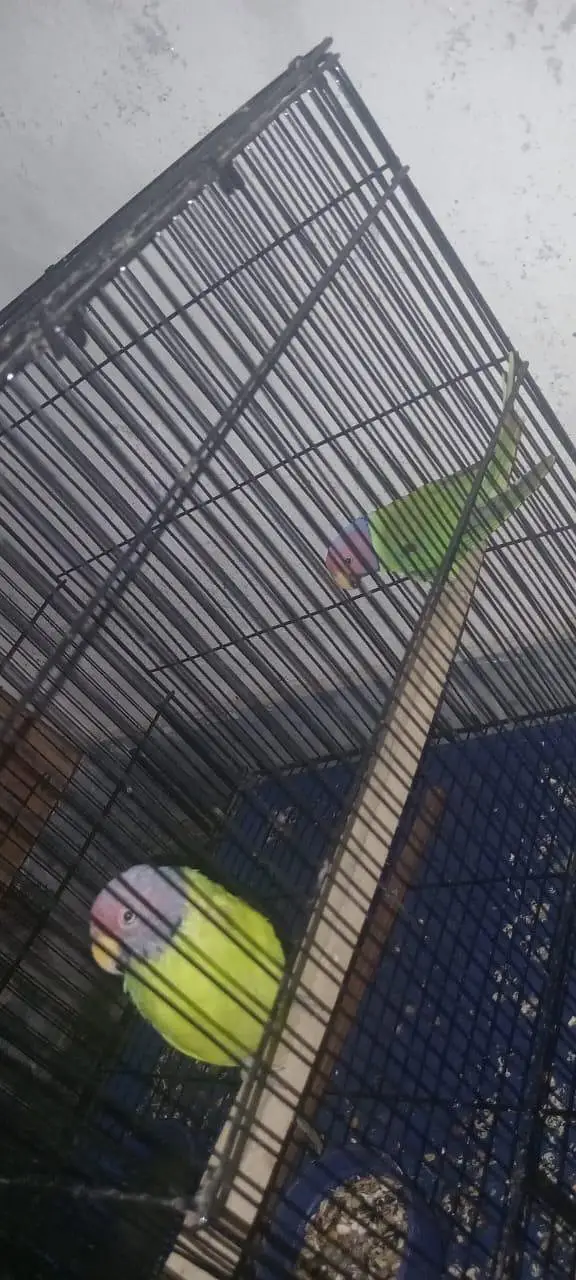 URGENT: 2 Confirmed Adult Plum-Headed Males (One 100% Hand Tame) — photo 7