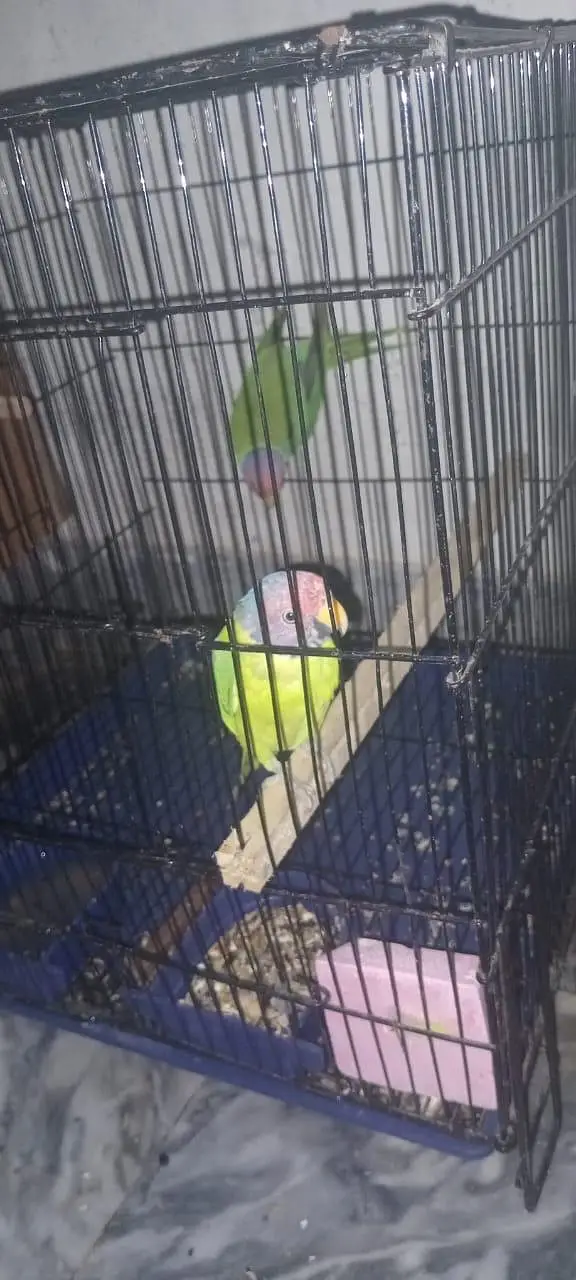 URGENT: 2 Confirmed Adult Plum-Headed Males (One 100% Hand Tame) — photo 8