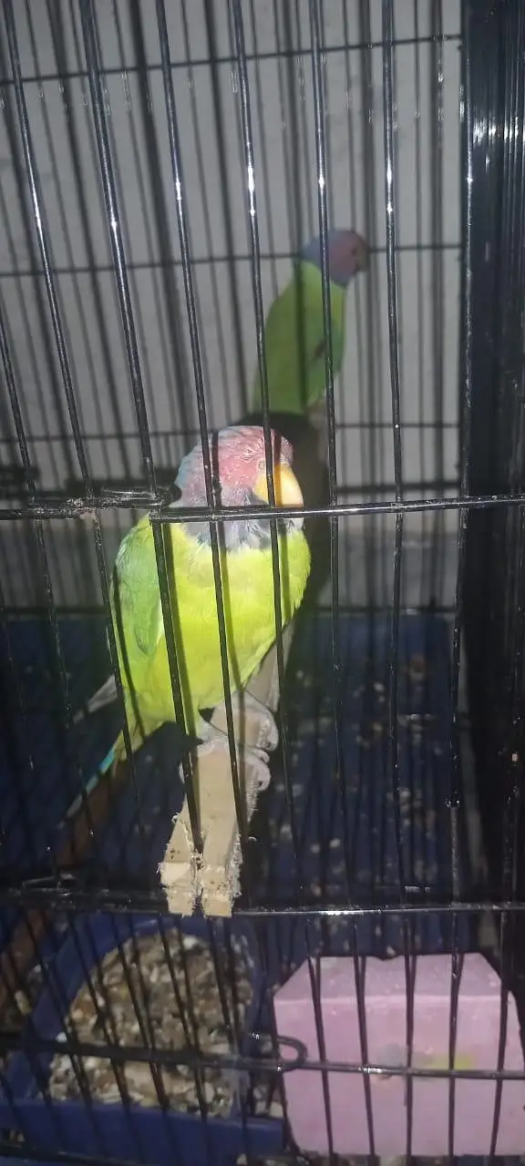 URGENT: 2 Confirmed Adult Plum-Headed Males (One 100% Hand Tame) — photo 9
