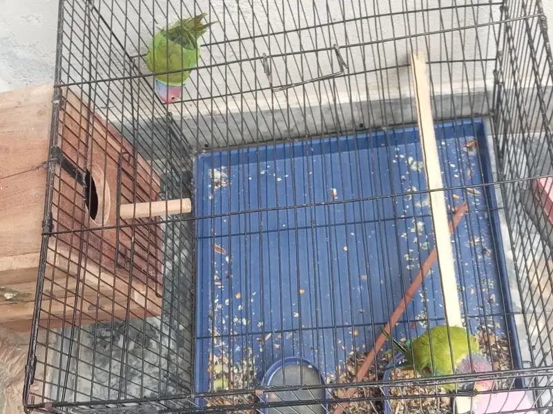 URGENT: 2 Confirmed Adult Plum-Headed Males (One 100% Hand Tame) — photo 10