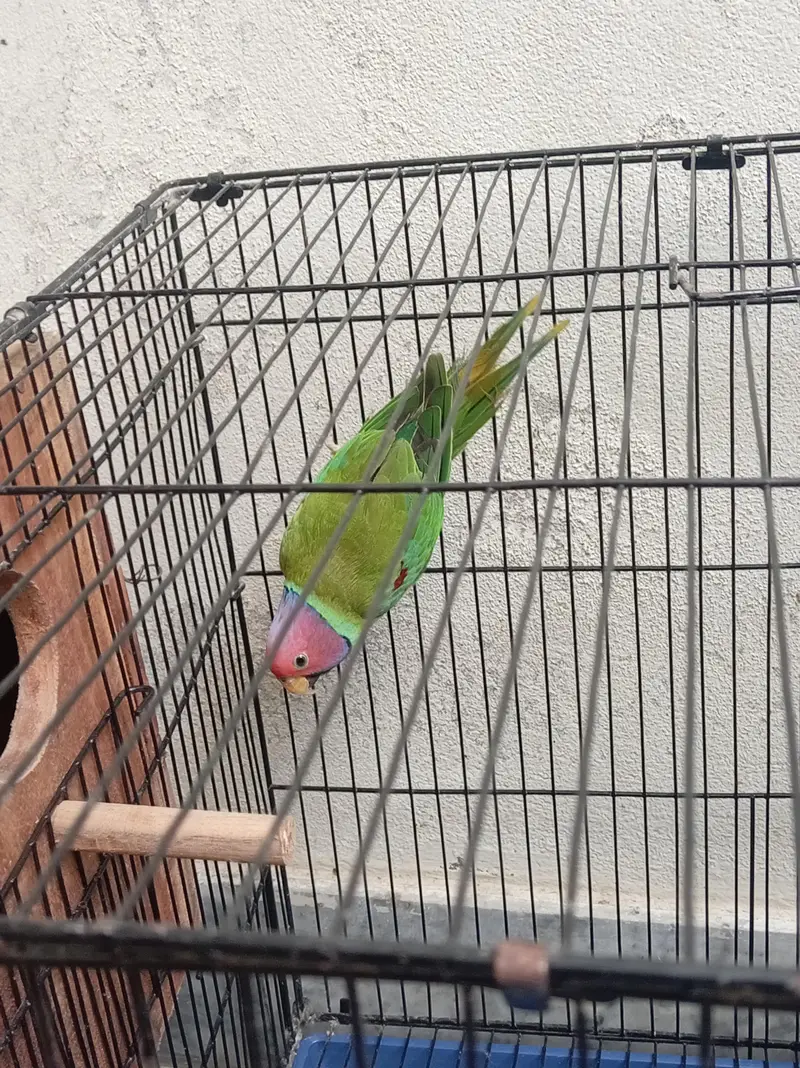 URGENT: 2 Confirmed Adult Plum-Headed Males (One 100% Hand Tame) — photo 11