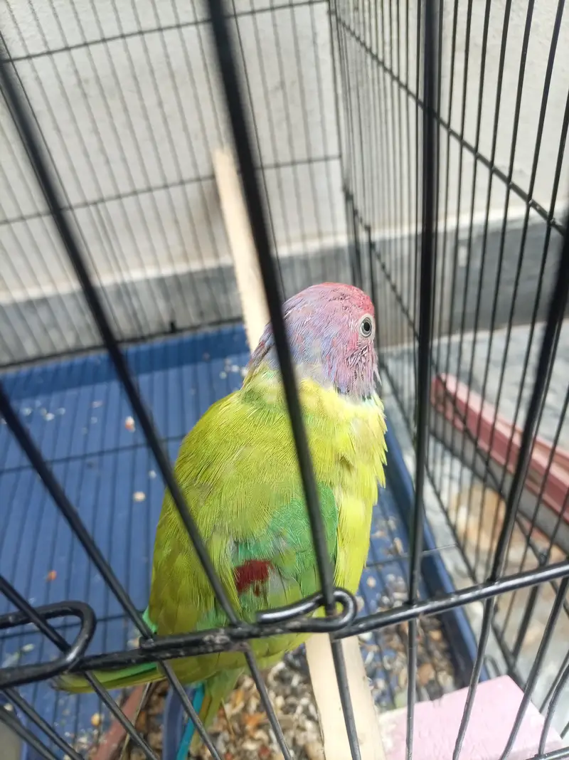 URGENT: 2 Confirmed Adult Plum-Headed Males (One 100% Hand Tame) — photo 12