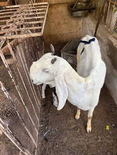 Beautiful White Goat with Cute Kid – Healthy & Active