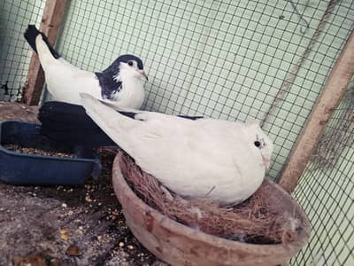 pigeons with cage