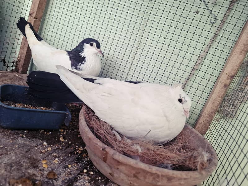pigeons with cage 0