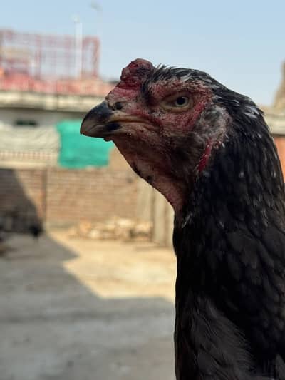 Aseel shamo chicks breeder male