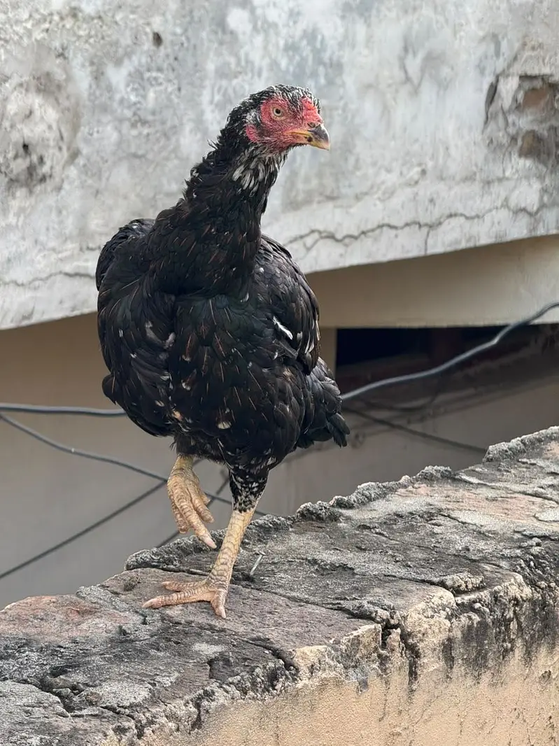 Aseel shamo chicks breeder male — photo 2