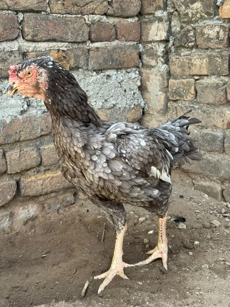 Aseel shamo chicks breeder male — photo 3