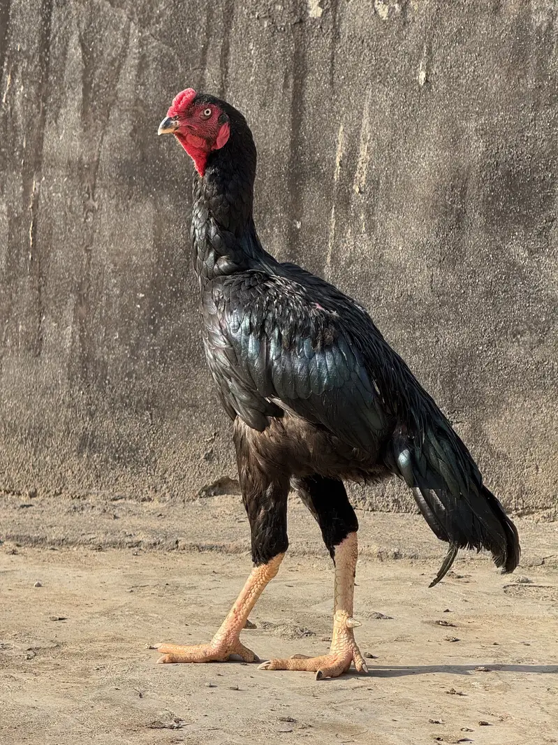 Aseel shamo chicks breeder male — photo 4