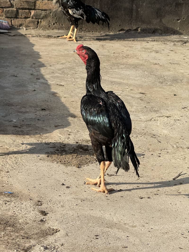 High quality hens 1