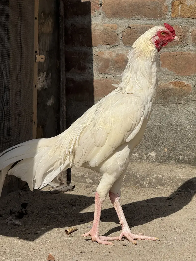 Aseel shamo chicks breeder male — photo 6