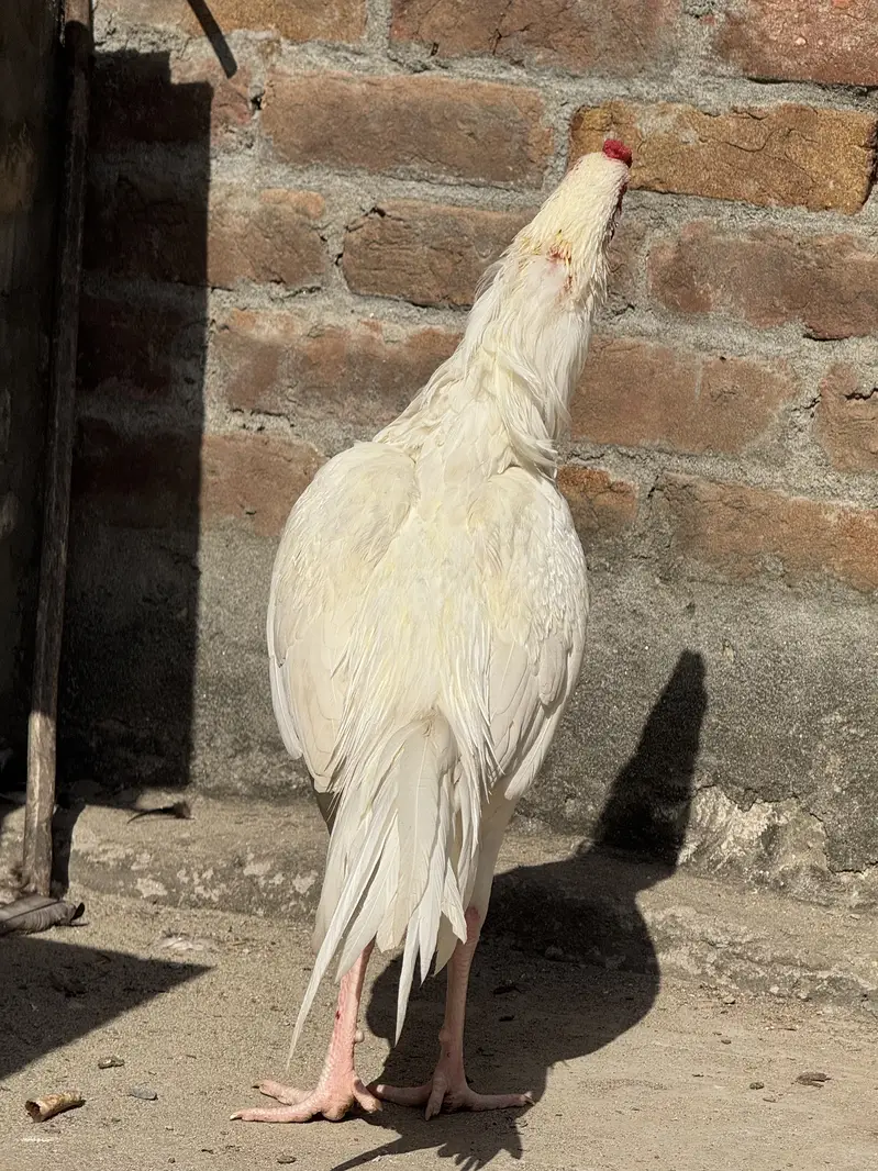 Aseel shamo chicks breeder male — photo 7