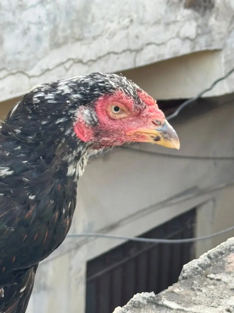 Aseel shamo chicks breeder male — photo 9