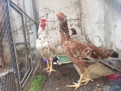 aseel murgha pair for sale