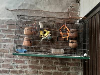 with birds