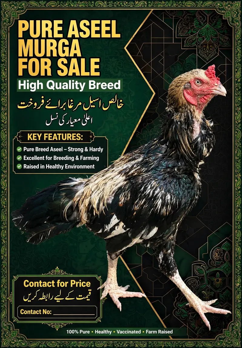 Pura kala chena aseel murga fore sale patha young high quality for sal — photo 3