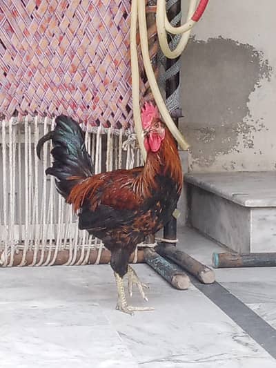 Active Asil Desi Murga