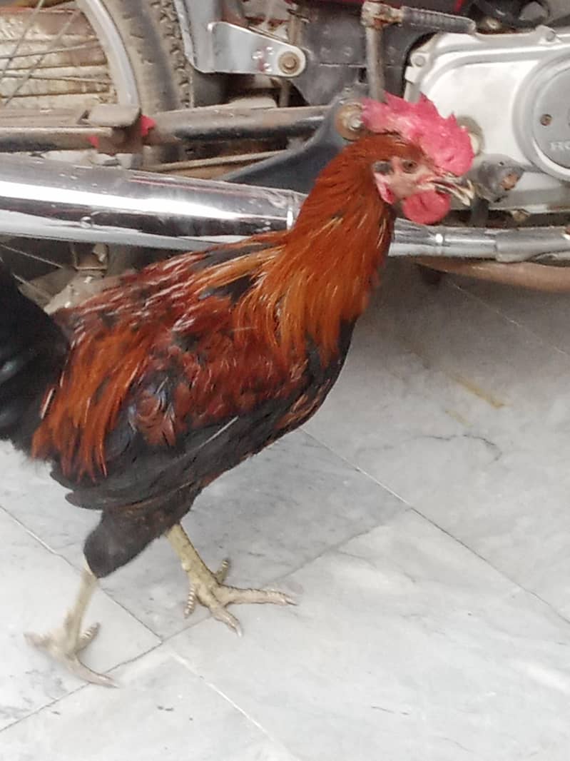 Active Asil Desi Murga 3