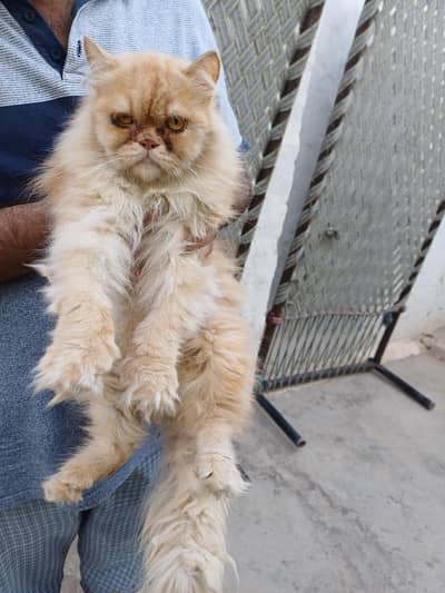 Triple coat Picky face -  male