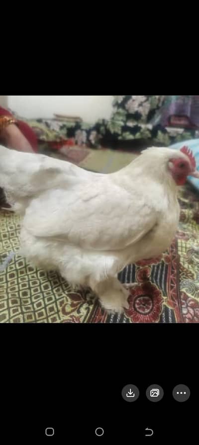 White bantam female for sale