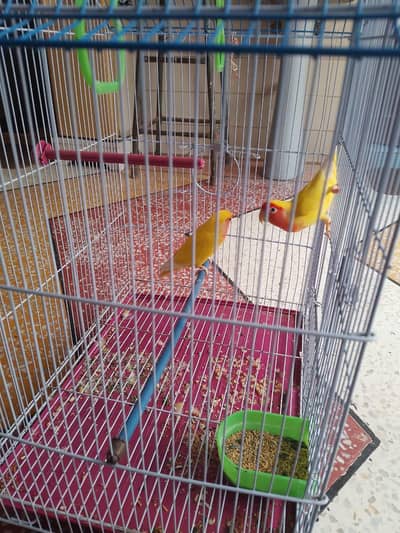 Love Birds available for sell with cage