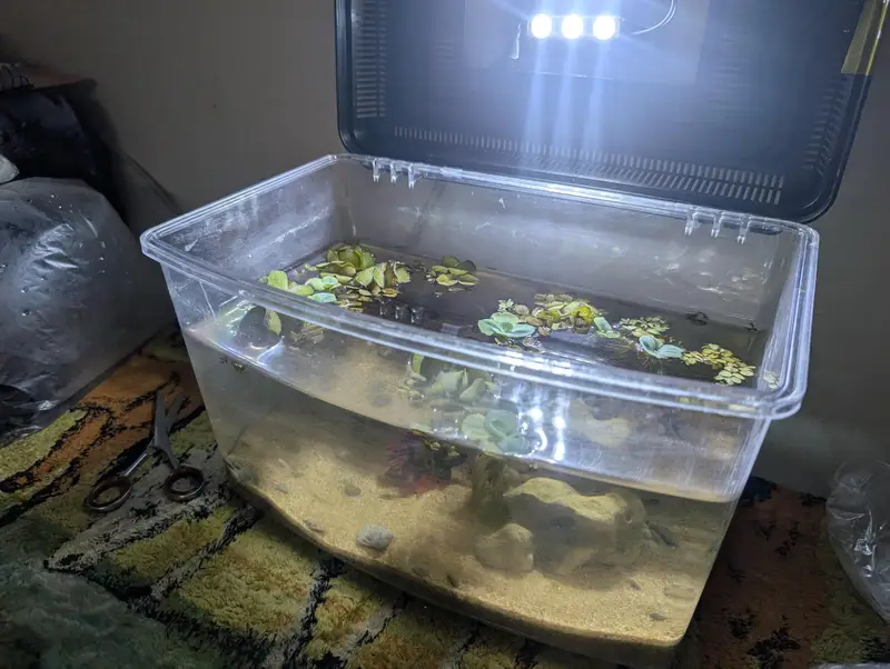 Complete betta tank setup — photo 2