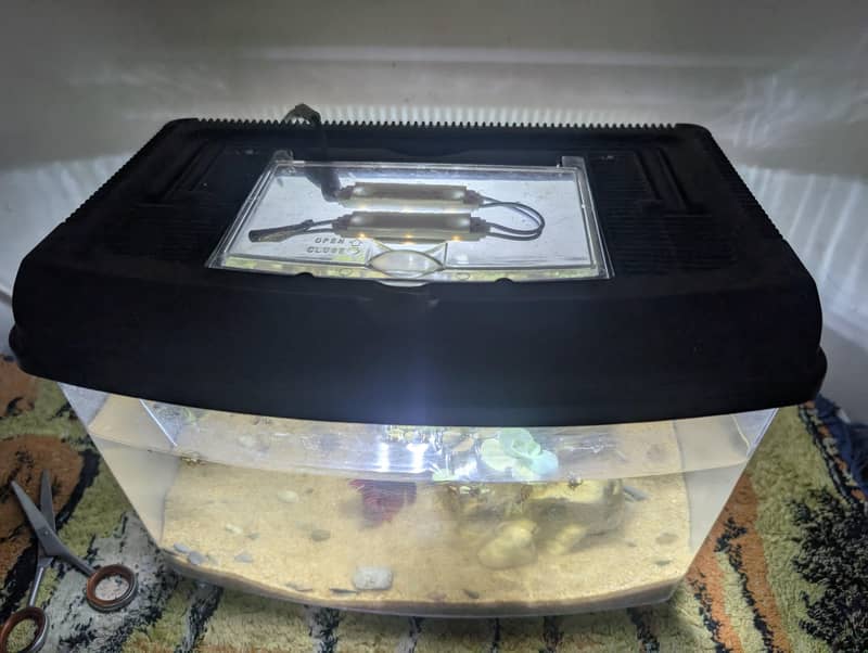 Complete betta tank setup 2