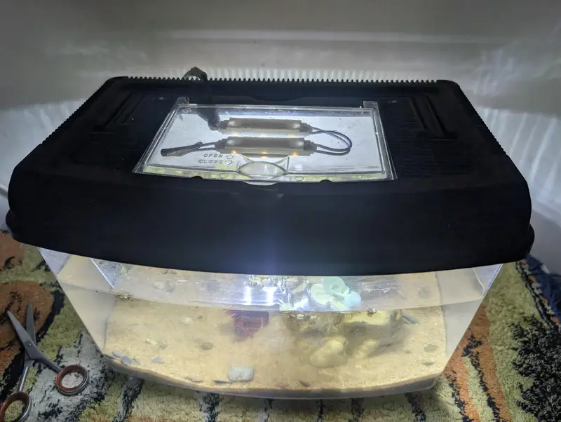 Complete betta tank setup — photo 3