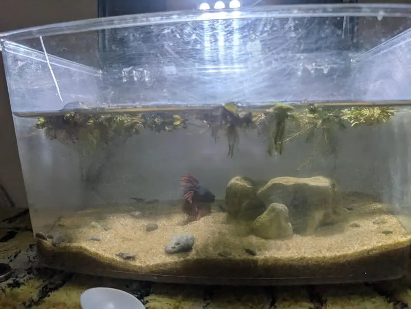 Complete betta tank setup — photo 4