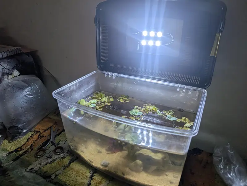 Complete betta tank setup — photo 5