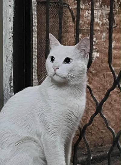 White Semi Persian Male Cat for Adoption