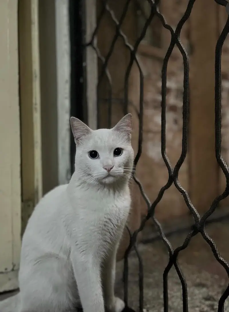 White Semi Persian Male Cat for Adoption — photo 2