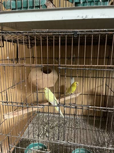 Parrots whole setup