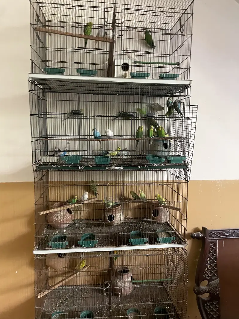Parrots whole setup — photo 2