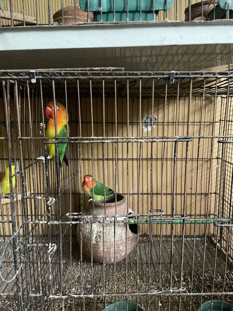 Parrots whole setup 2