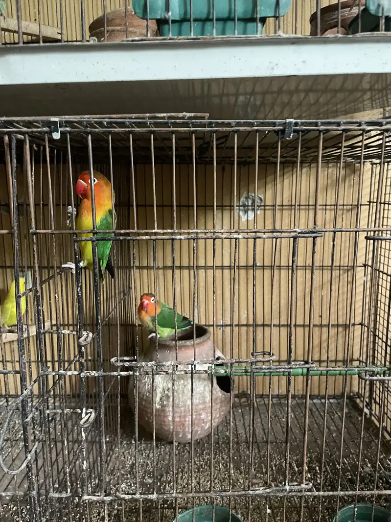 Parrots whole setup — photo 3