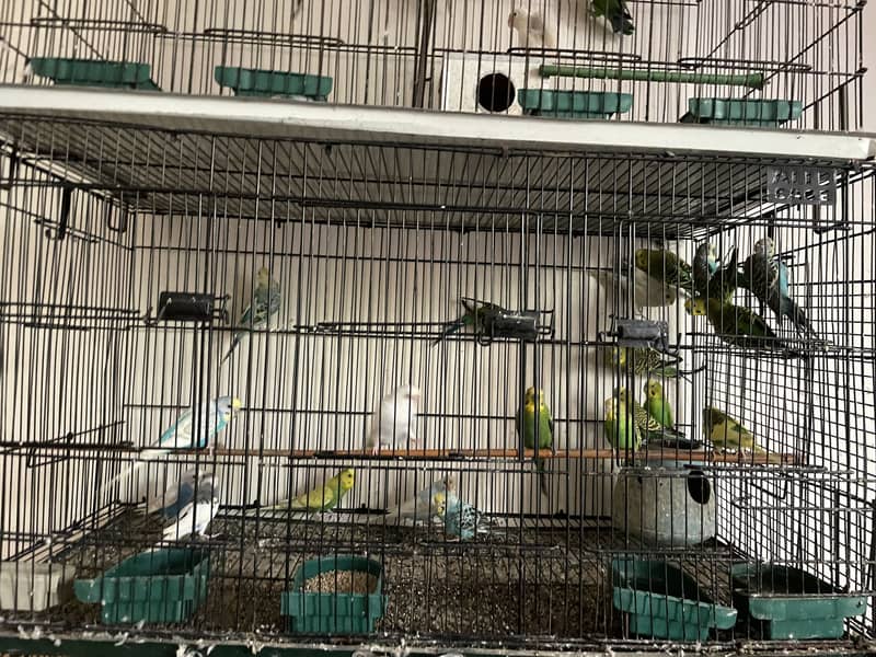 Parrots whole setup 3