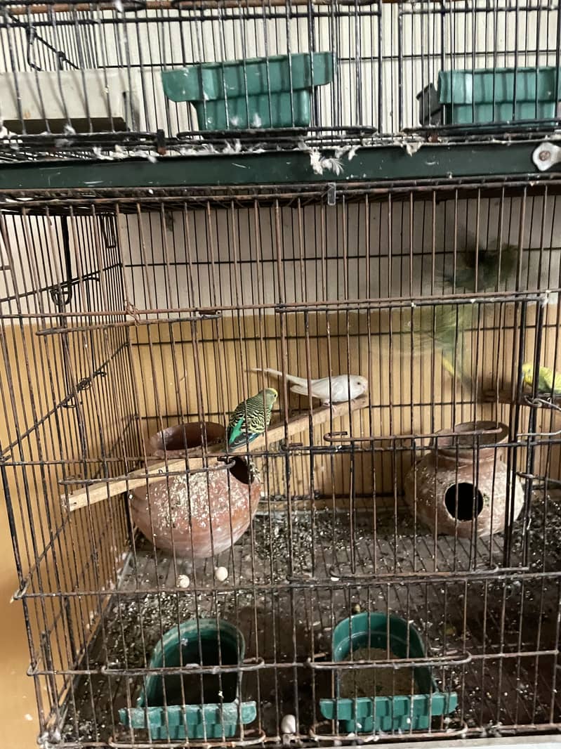 Parrots whole setup 4