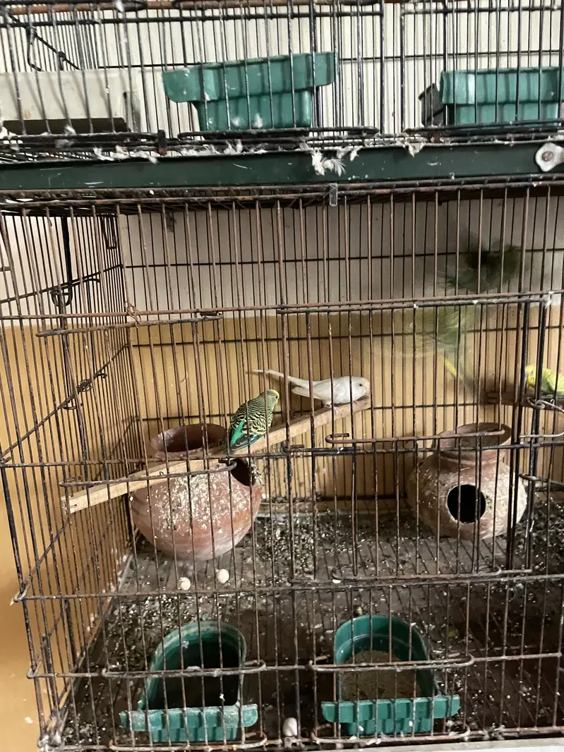 Parrots whole setup — photo 5