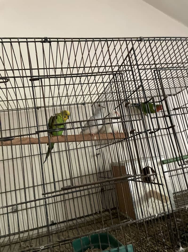 Parrots whole setup 5