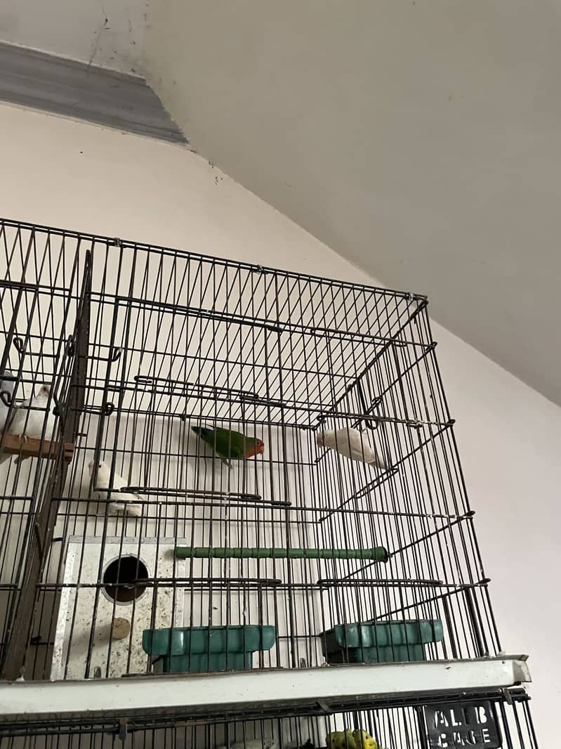 Parrots whole setup 6