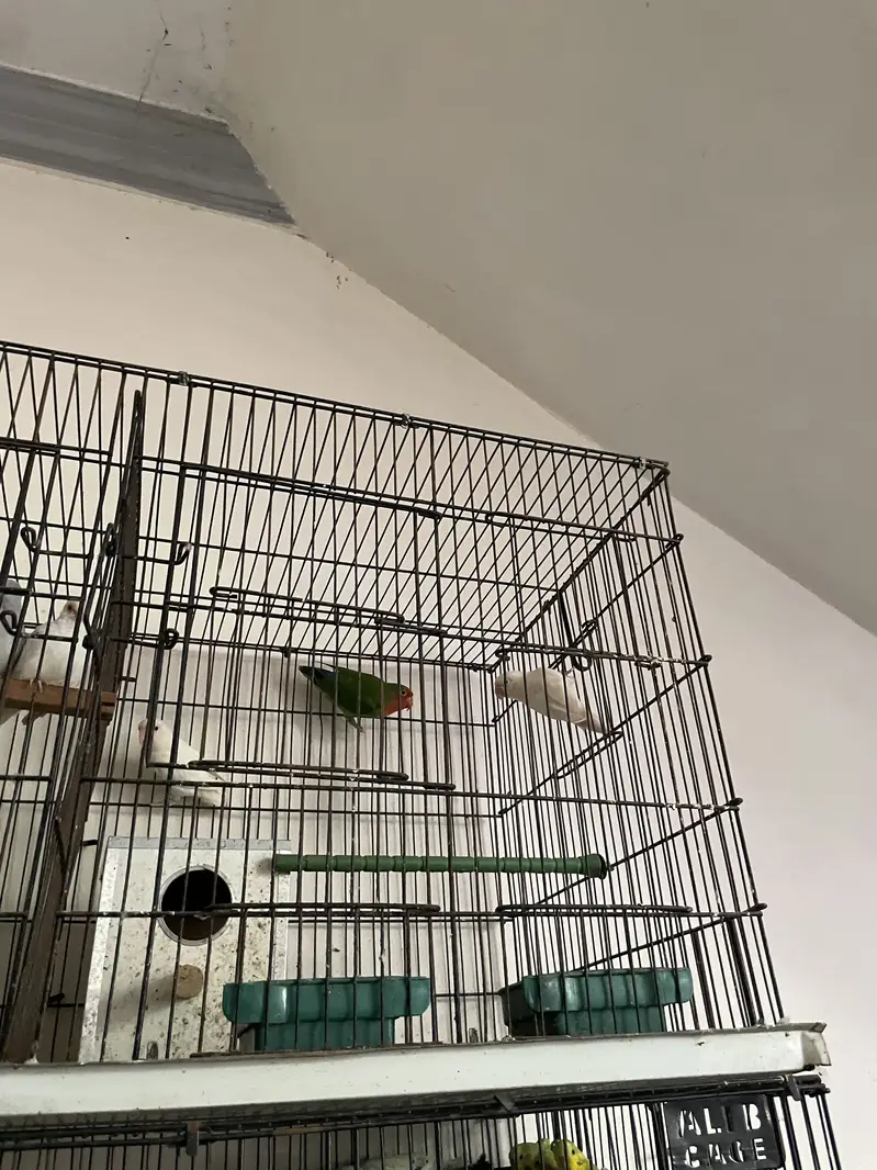 Parrots whole setup — photo 7