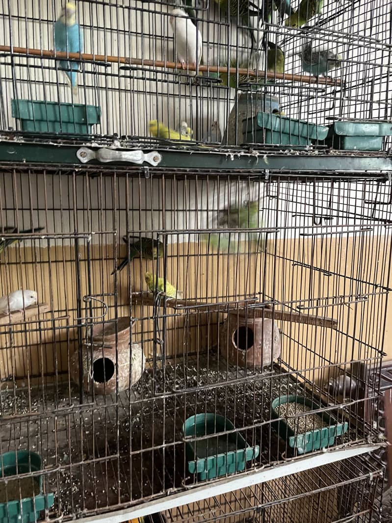 Parrots whole setup 7