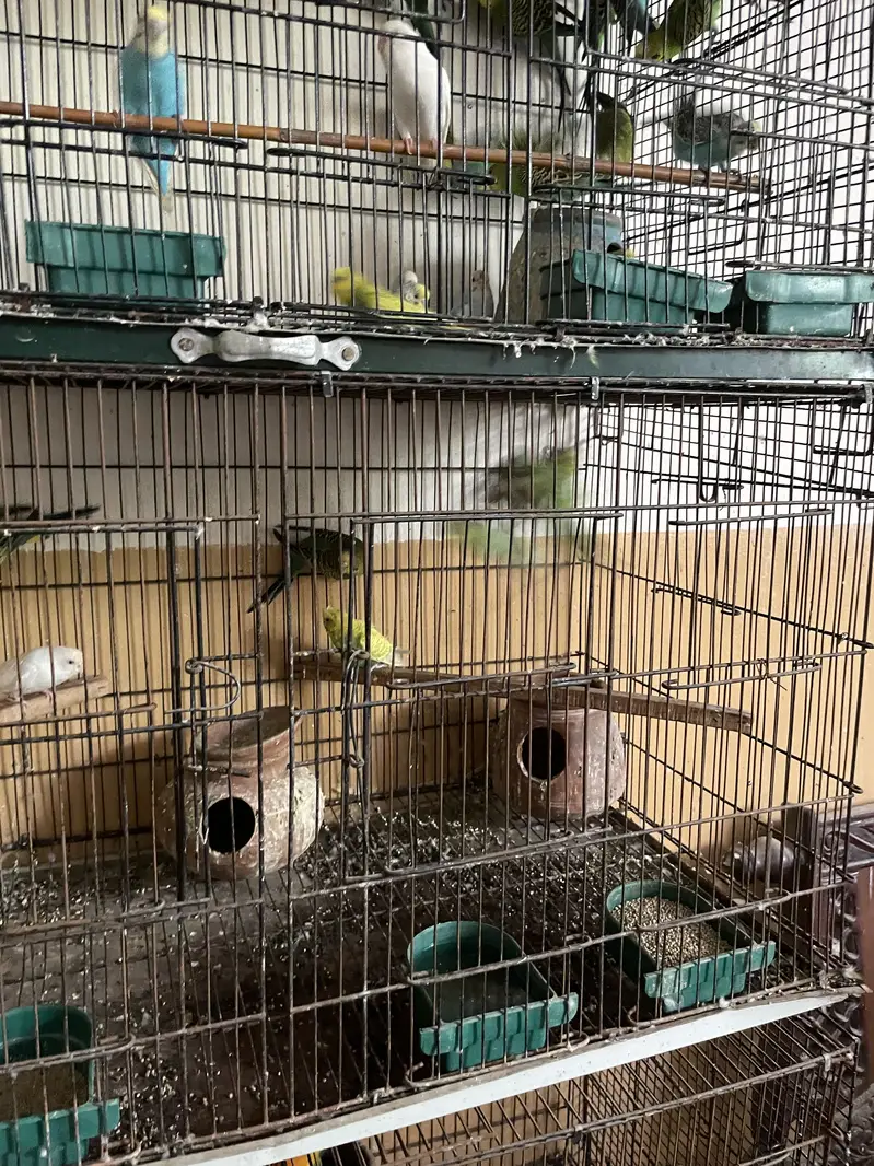 Parrots whole setup — photo 8