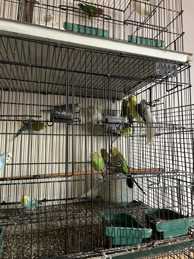 Parrots whole setup 8