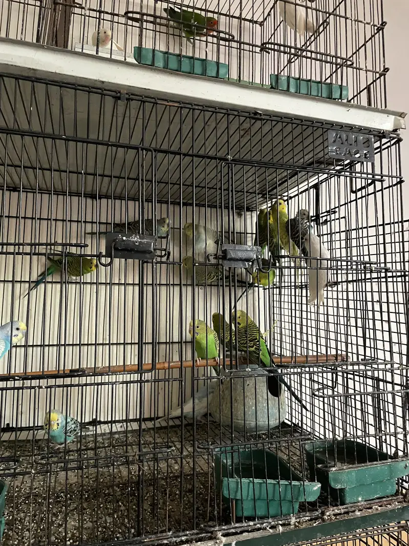 Parrots whole setup — photo 9