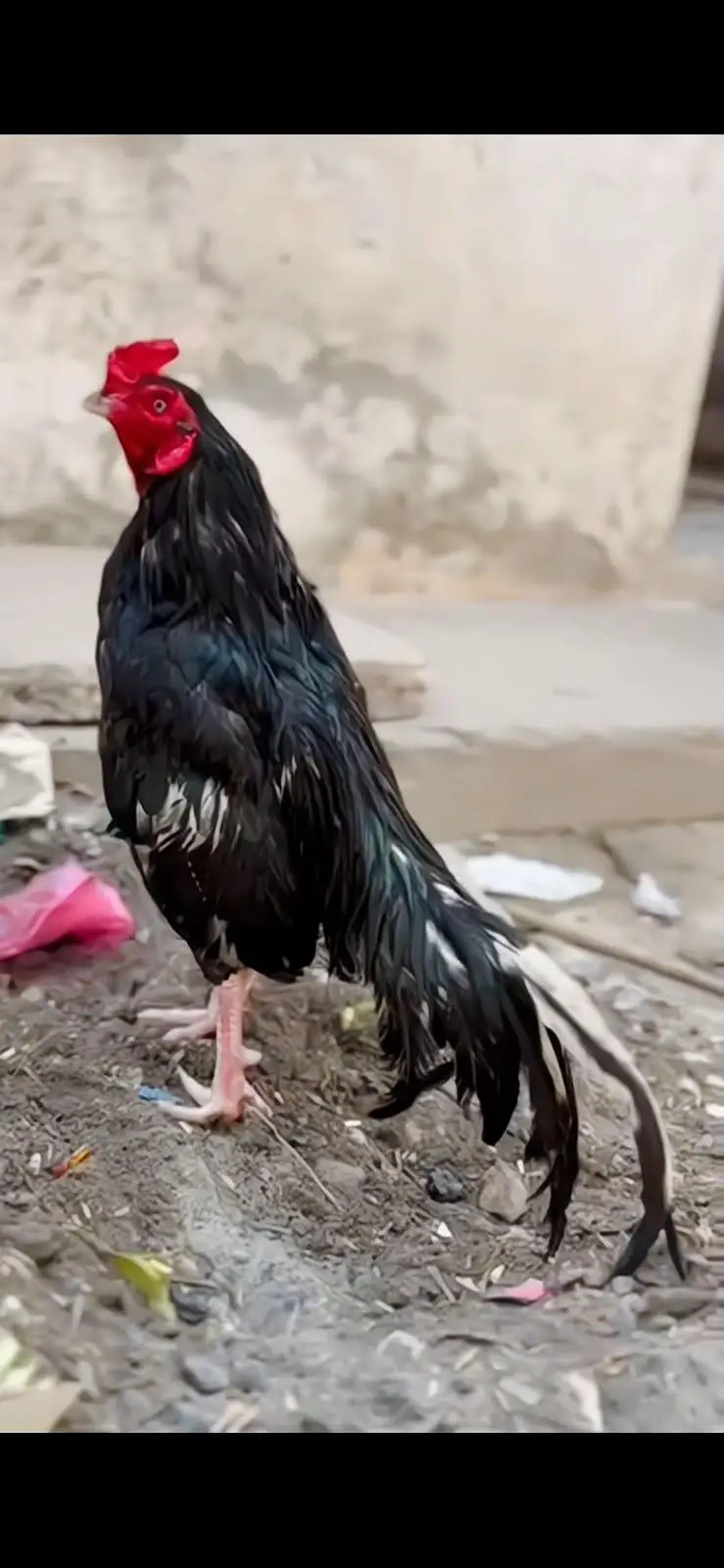 0 size lasani mushka choty size my hai mazbot gand jorr — photo 3