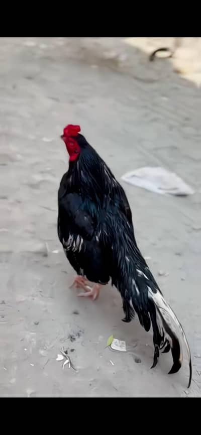 0 size lasani mushka choty size my hai mazbot gand jorr