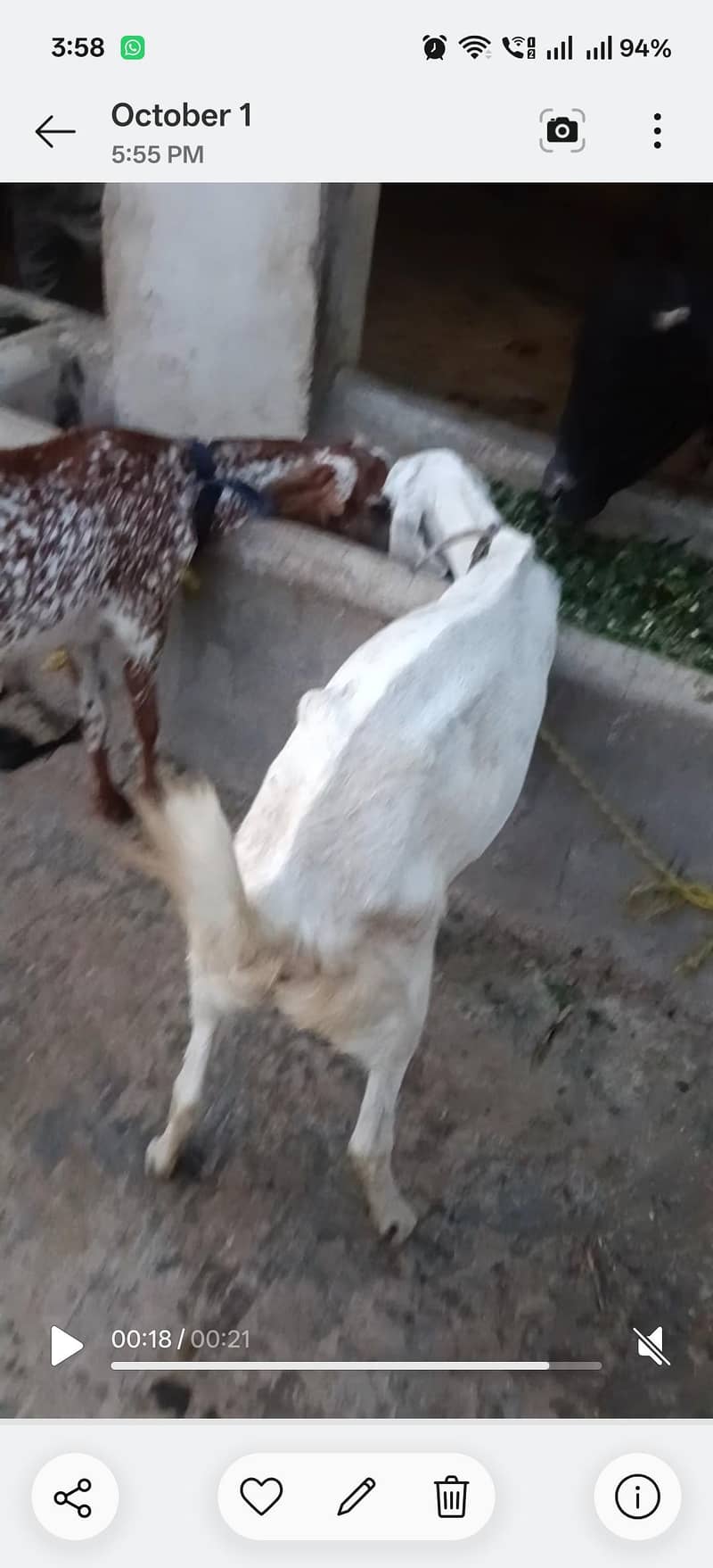 Makhi Cheni Path 2