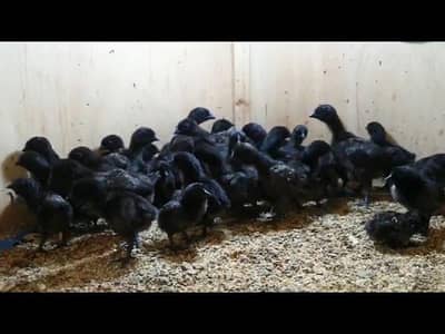 GOLDEN BUFF AND AYAM CEMANI CHICKS ARE AVAILABLE
